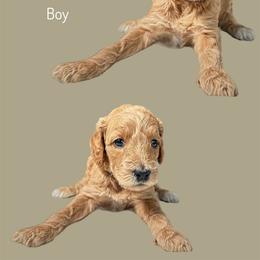 Assorted Doodle Crosses Puppies from First Wish Doodles