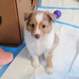 Tempo - Sable merle and white male Shetland Sheepdog puppy in Aliquippa, Pennsylvania from Fancypants Shetland Sheepdogs