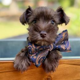 AKC White collar - Liver male Miniature Schnauzer puppy in Temple, Texas from Schnauzers Of Taylor