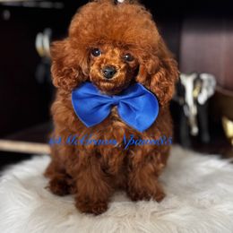 Cavapoo, Maltipoo, and Poodle Puppies from McCraws N Paws