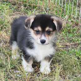 Rowen - Black and tan female American Corgi puppy in Dunbar, Nebraska from Vintage Corgis