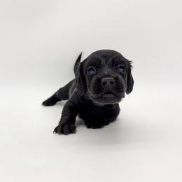 Cosmo (solid black) - Black male Dachshund puppy in Waddell, Arizona from Neu Doxies