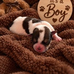 Brown Collar - Liver and white male Shorkie puppy in Staten Island, New York from Sensational Shorkies