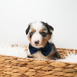 Golden Retriever, Miniature American Shepherd, and Siberian Husky Puppies from HuskiesAndGoldensWithFinesse