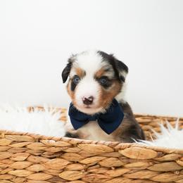 Golden Retriever, Miniature American Shepherd, and Siberian Husky Puppies from HuskiesAndGoldensWithFinesse