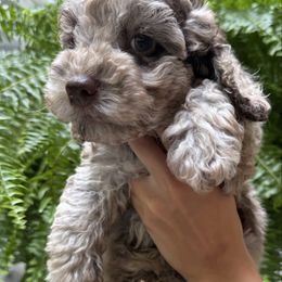 Polo - Brown white and tan male Cockapoo puppy in Queens, New York from The 2 Musketeers_Cockapoos