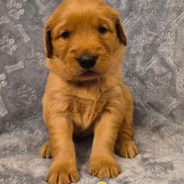 Yellow - Dark golden female Golden Retriever puppy in Taft, Tennessee from McGraw's Fetching Pups