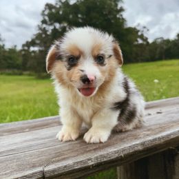 Touken - Blue merle and white male American Corgi puppy in Windermere, Florida from Canaan Farm Corgis