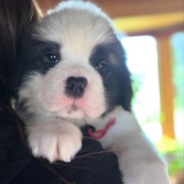 Red Collar - Brown and white female Saint Bernard puppy in New York from Johnson Farms