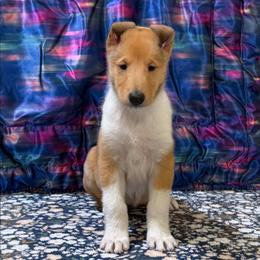 Beignet (Dreamer) - Sable female Collie puppy in Dickson, Tennessee from Ceilidh Collies