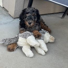 Bieber BLUE EYES - Blue merle male Bernedoodle puppy in Horseshoe Bend, Idaho from Over the Moon Poodles and Doodles