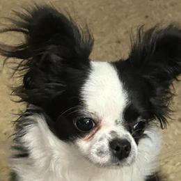 Ava - Black and white female Chihuahua puppy in Red Bluff, California from Aye Chihuahua