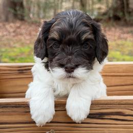 Charming (Black Collar) - Chocolate male Australian Labradoodle puppy in Mount Gilead, North Carolina from Tillery Labradoodles