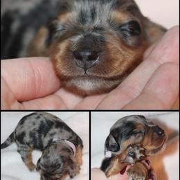 Asteria - Dapple female Dachshund puppy in South Webster, Ohio from Griffith’s Gorgeous Dachshunds