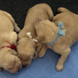 Golden Retriever Puppies from Gail’s Goldens