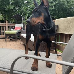 Doberman Pinscher Puppies from Ruiz Dobermans