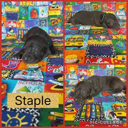 Staple - Blue male Catahoula Leopard Dog puppy in Forbes, Minnesota from North Country Catahoulas