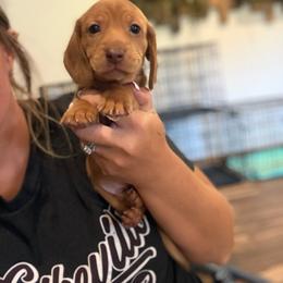 JWoww - Red female Dachshund puppy in Harold, Kentucky from Taylors Tiny Tails