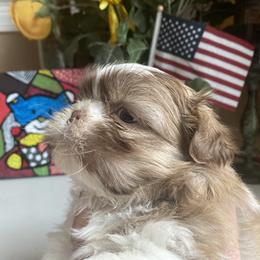 Girl 1 Sweet Cherry - Shih Tzu puppy from "Shihtzu Best Friend"