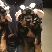 "Wisconsin puppies!" Gordon Setter Puppies from Bit O’ Gold Gordon Setters