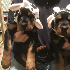 "Wisconsin puppies!" Gordon Setter Puppies from Bit O’ Gold Gordon Setters