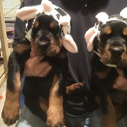 "Wisconsin puppies!" Gordon Setter Puppies from Bit O’ Gold Gordon Setters