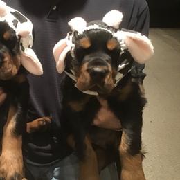 "Wisconsin puppies!" Gordon Setter Puppies from Bit O’ Gold Gordon Setters