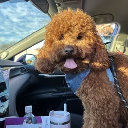 Poodle All Grown Up from Toy.poodlesss