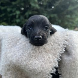 Girl- black - Black Dachshund puppy in Pilot Rock, Oregon from Austin's Pups