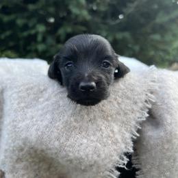Girl- black - Black Dachshund puppy in Pilot Rock, Oregon from Austin's Pups