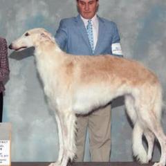 Borzois from BelVento