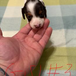 Girl 3 - Piebald female Dachshund puppy in Lexington, Tennessee from Nichols' Miniature Dachshund