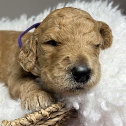 Candela - Red  female Goldendoodle puppy in Miami, Florida from Kalidoodlee