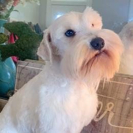 Juju - Miniature Schnauzer