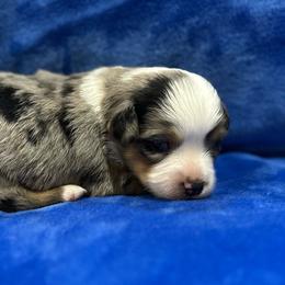 Girl 1 - Blue merle female Toy Australian Shepherd puppy in Lame Deer, Montana from Bar M Toy Aussies