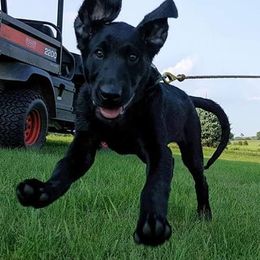 Labrador Retrievers from Justice Retrievers