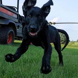 Labrador Retrievers from Justice Retrievers
