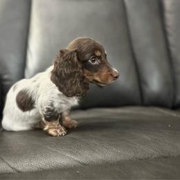 Bear - Piebald male Dachshund puppy in Ceres, California from Rockin' M’s LilBitty Dachshunds (LBD)