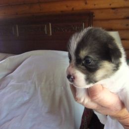 Pembroke Welsh Corgi Puppies from Avalon Farms Pembroke Welsh Corgis