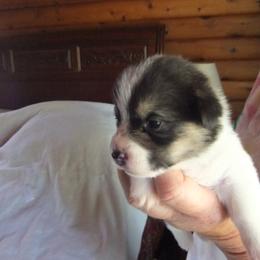 Pembroke Welsh Corgi Puppies from Avalon Farms Pembroke Welsh Corgis