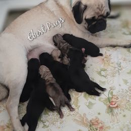 Golden Retriever and Pug Puppies from Ebert Pugs