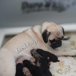 Golden Retriever and Pug Puppies from Ebert Pugs