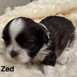 Zed - Tricolor male Shih Tzu puppy in Riverside, California from AKC Shih Tzu of California