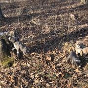 Mountain Cur Puppies from Walnut Ridge Mountain Curs