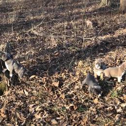 Mountain Cur Puppies from Walnut Ridge Mountain Curs