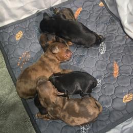 Dachshund puppies from Little Paws Doxies