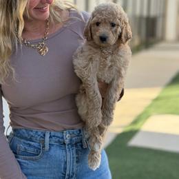 Bell - Brown female Bernedoodle puppy in Yuba City, California from Ranch House Doodles