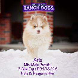 Arlo - Lavender male Pomsky puppy in Humeston, Iowa from M.A.R. Dogs