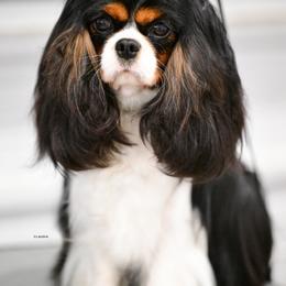 Sansa - Cavalier King Charles Spaniel