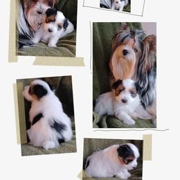 Yorkshire Terrier Puppies from Schultz Yorkies